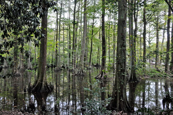 Swan Lake Iris Garden